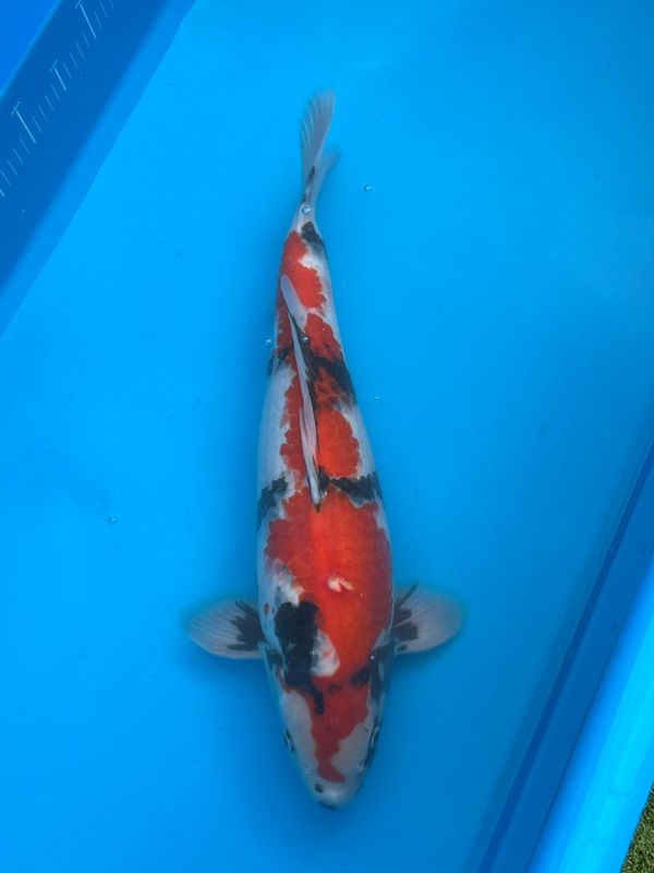 Showa – 53cm Sansai from Kazuto