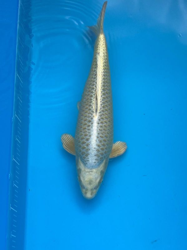 Mukashi Ogon - (Female) - Sansai – 49cm from Hirasawa