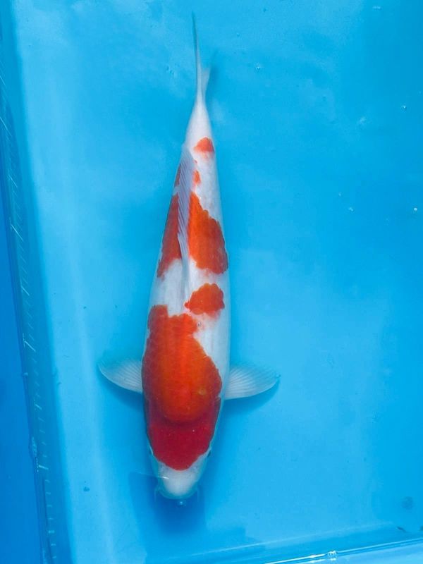Kohaku – (Female) -  45cm Nisai from Tamaura