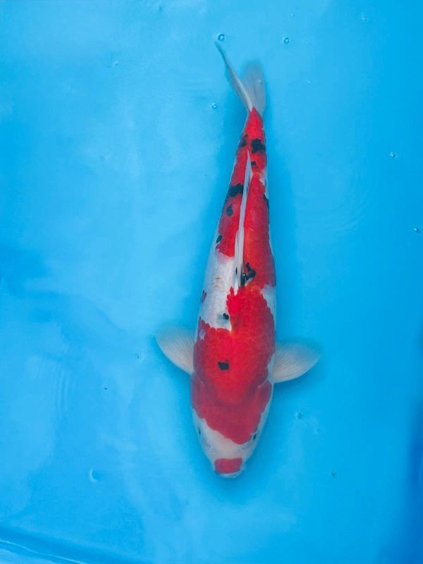 Sanke – 48cm Sansai from Kazuto