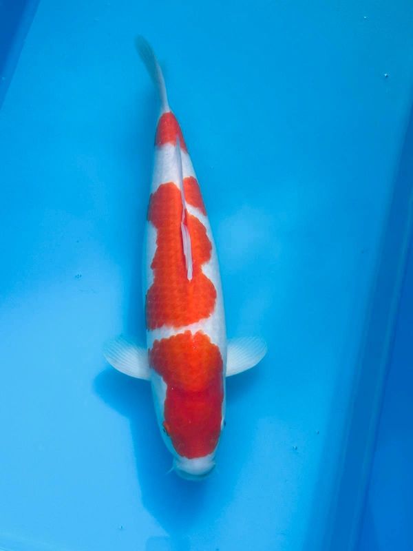 Kohaku – (Female) 51cm Nisai from Tamaura