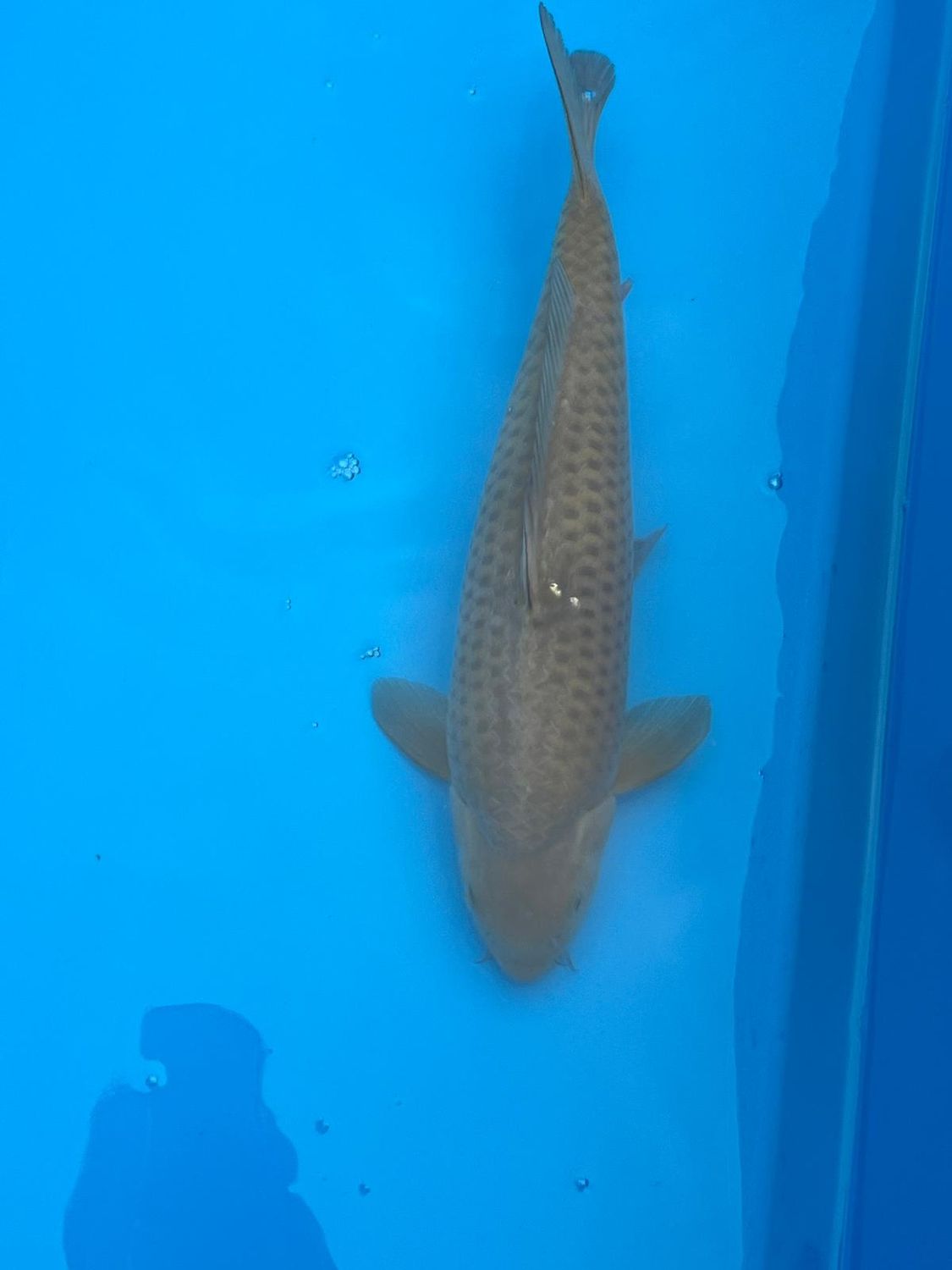 Chagoi – 43cm Nisai from Hirasawa