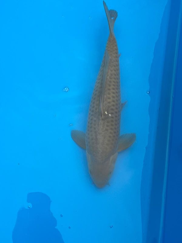 Chagoi – 43cm Nisai from Hirasawa
