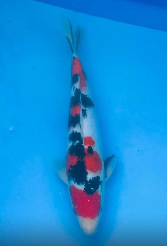 Sanke – 34cm Nisai from Tamaura