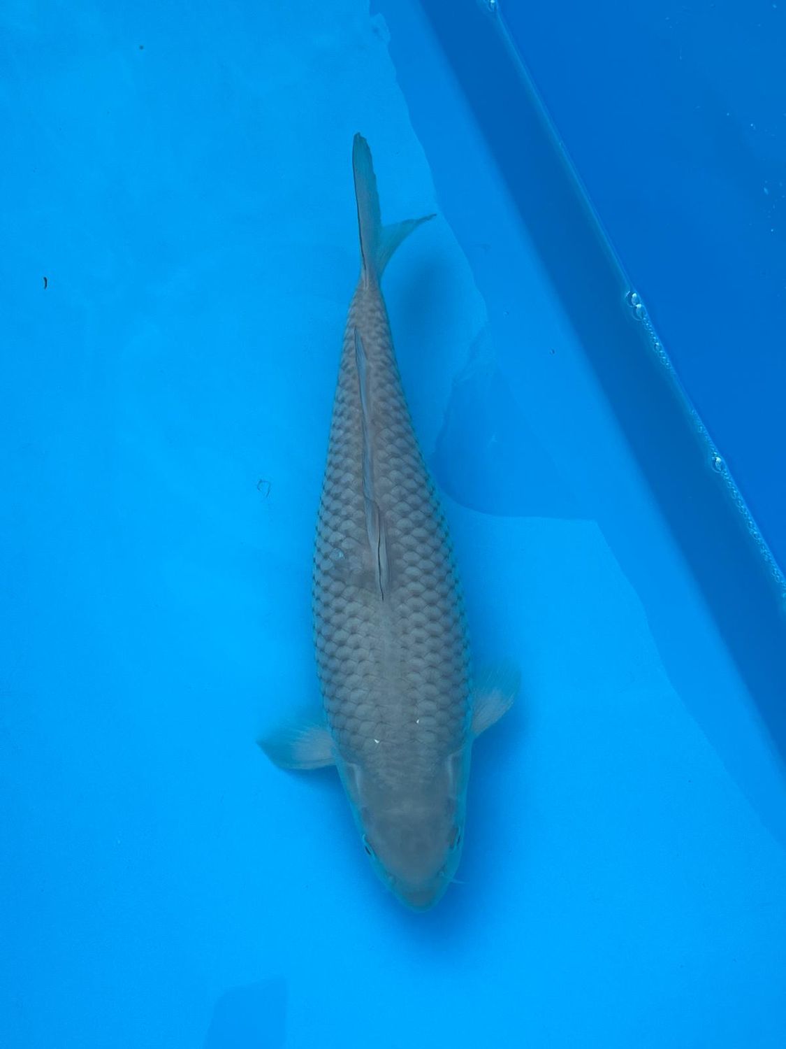 Soragoi (Female) – 38cm Nisai from Hirasawa