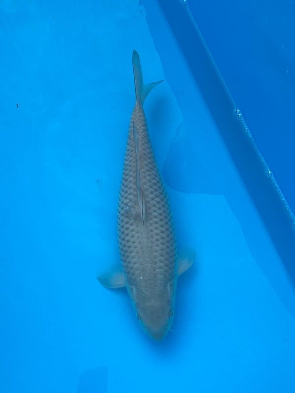 Soragoi (Female) – 38cm Nisai from Hirasawa