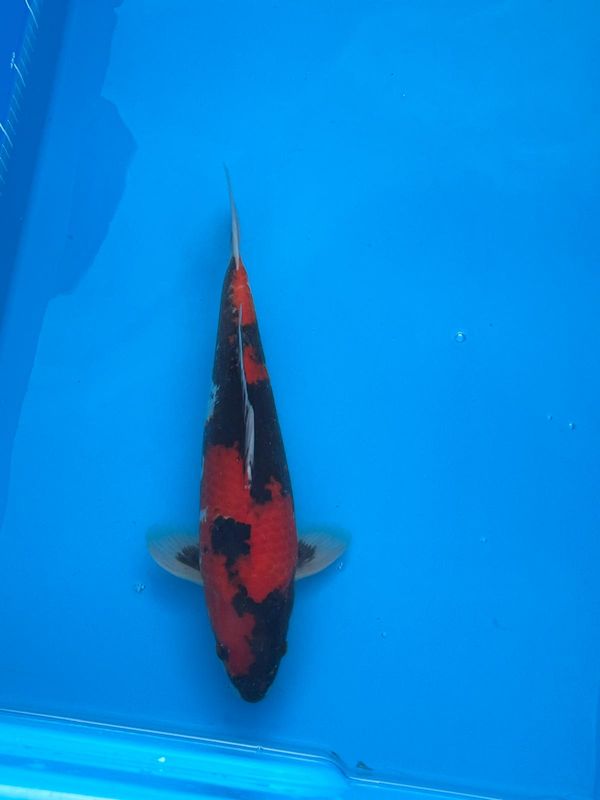 Hi Showa (Female) – 39cm - Sansai from Kazuto