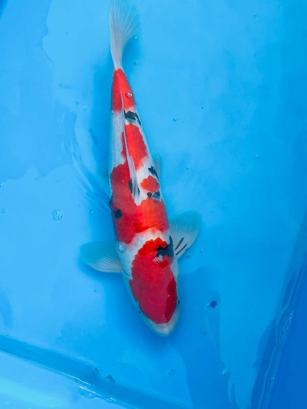 Sanke – 45cm Nisai from Tamaura