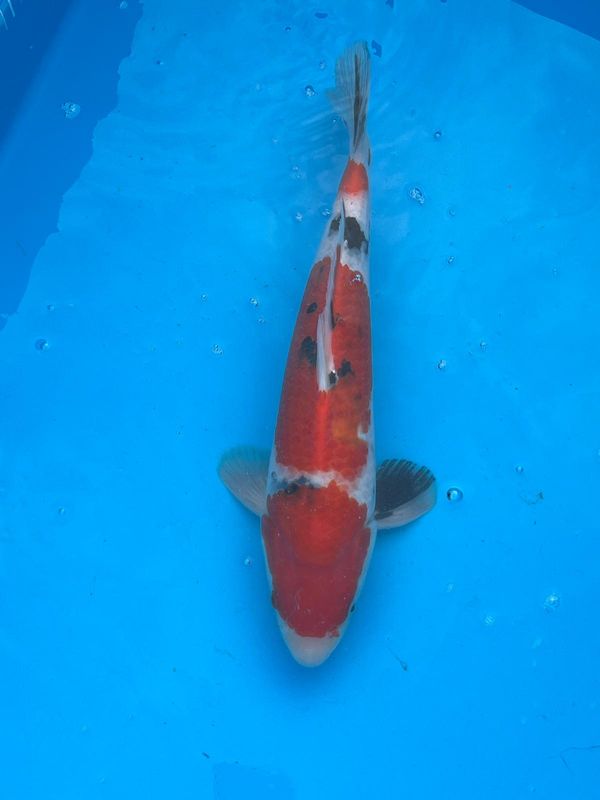 Sanke – 36cm - Nisai from Kazuto