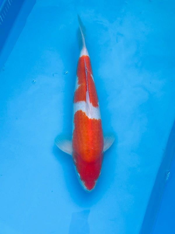 Kohaku – 45cm Nisai from Tamaura
