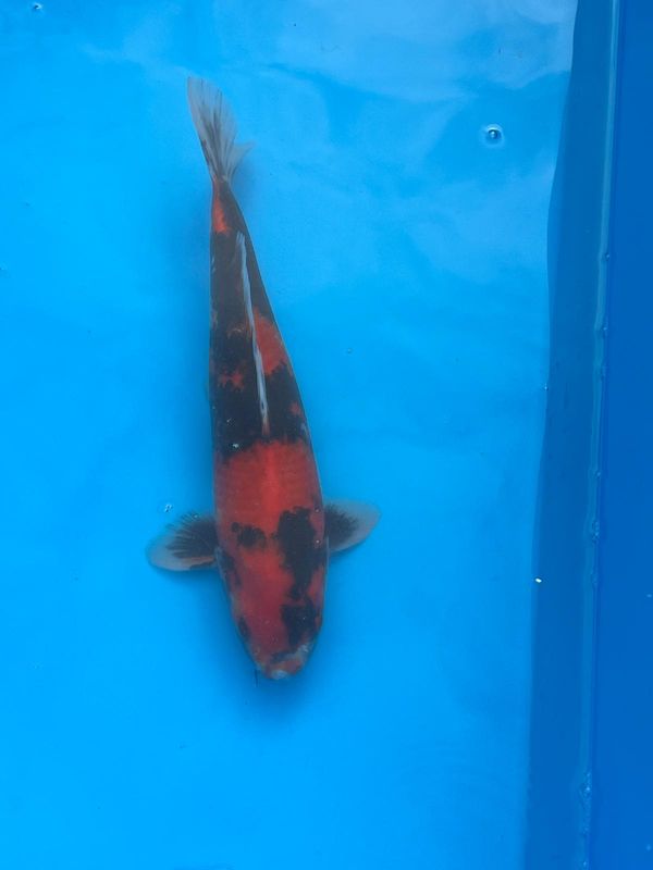 Hi Showa – 40cm - Nisai from Kazuto