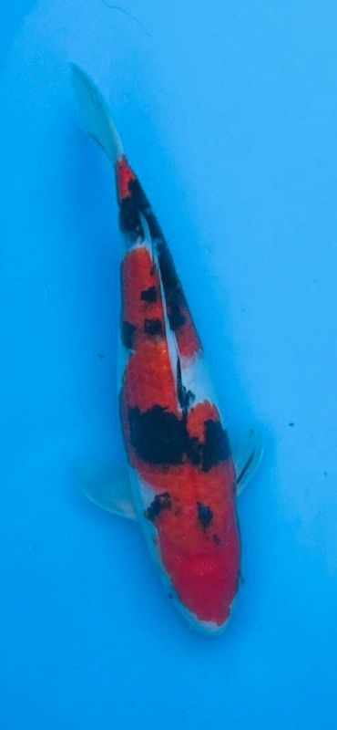 Sanke – 31cm Nisai from Tamaura