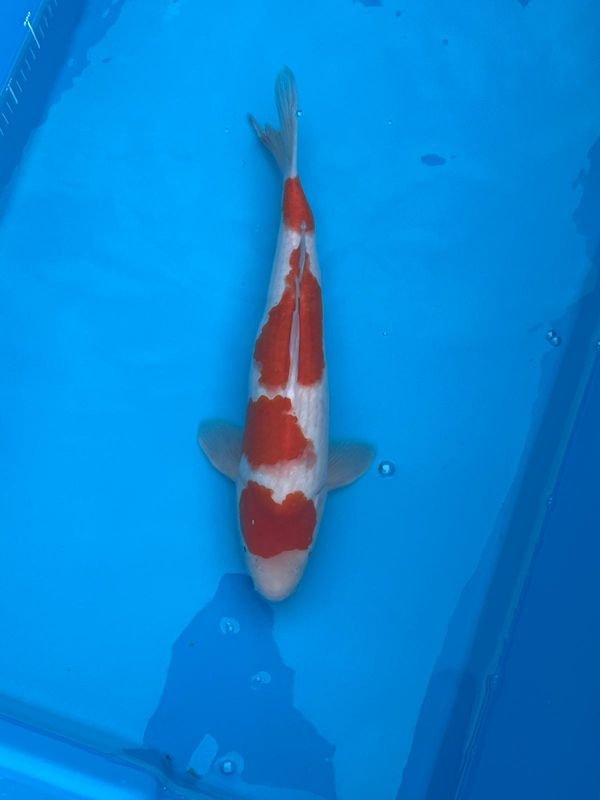 Kohaku – 44cm Nisai from Tamaura