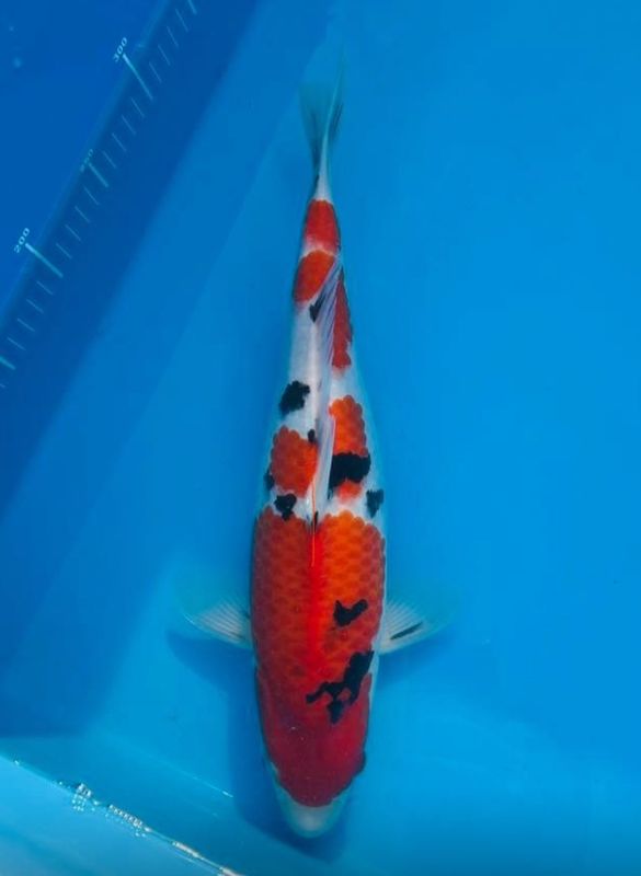 Sanke (Female) 39cm Nisai from Tamaura