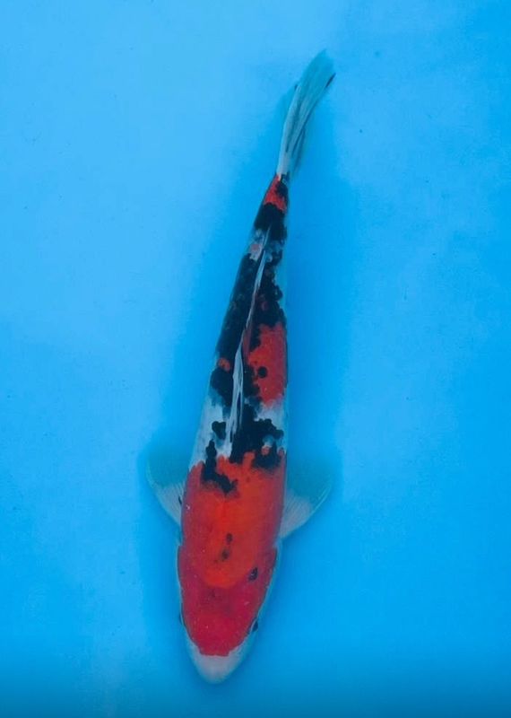 Sanke – 31cm Nisai from Tamaura
