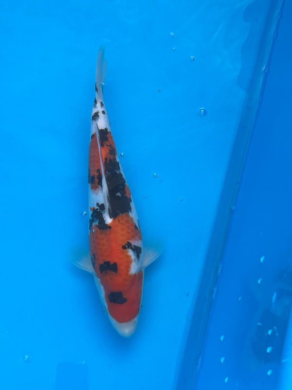Showa (Female) – 45cm Sansai from Tamaura