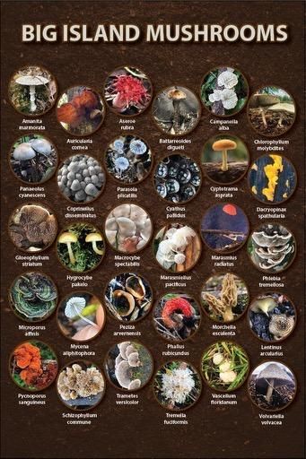 Big Island Mushrooms