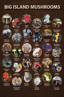 Big Island Mushrooms