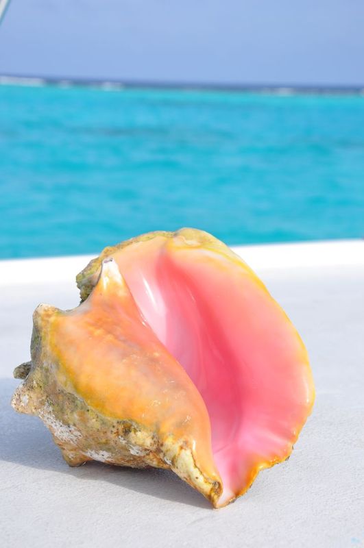 Bahamian conch shell jewelry deals