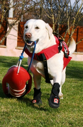 Thera-Paw Boot