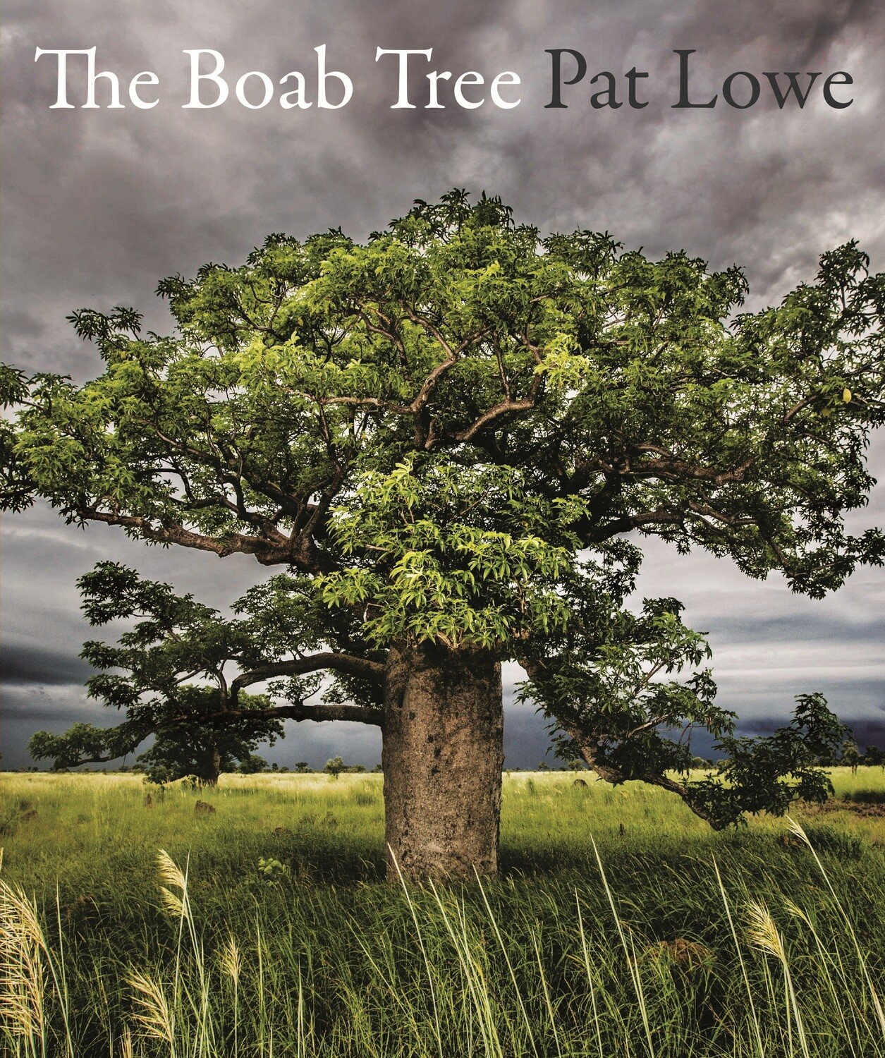 &quot;The Boab Tree&quot; by Pat Lowe