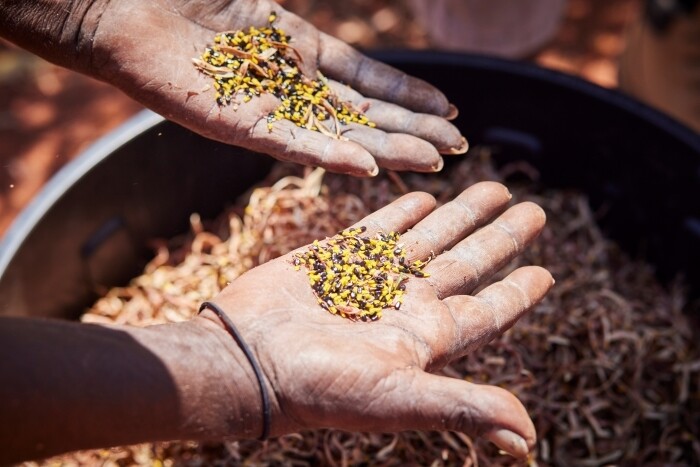 Roasted Wattleseed 50g