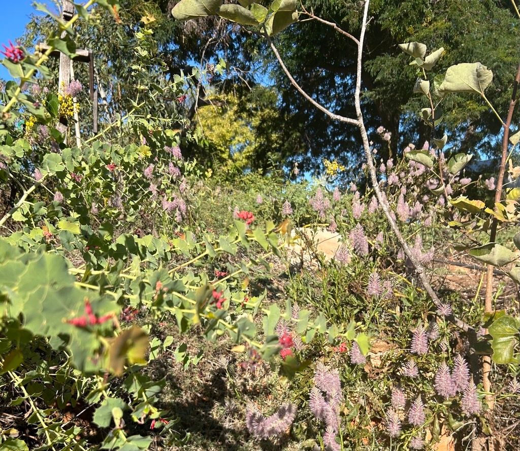 SKIPA Native Gardens Open Day Tickets
