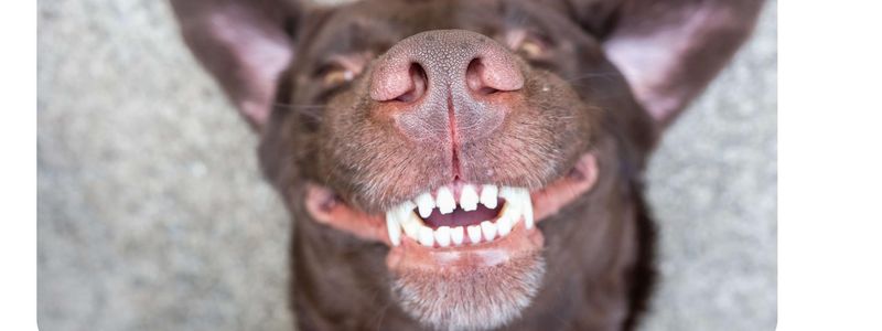 1 oz DOG Propolis Tartar Paste - Canine Version