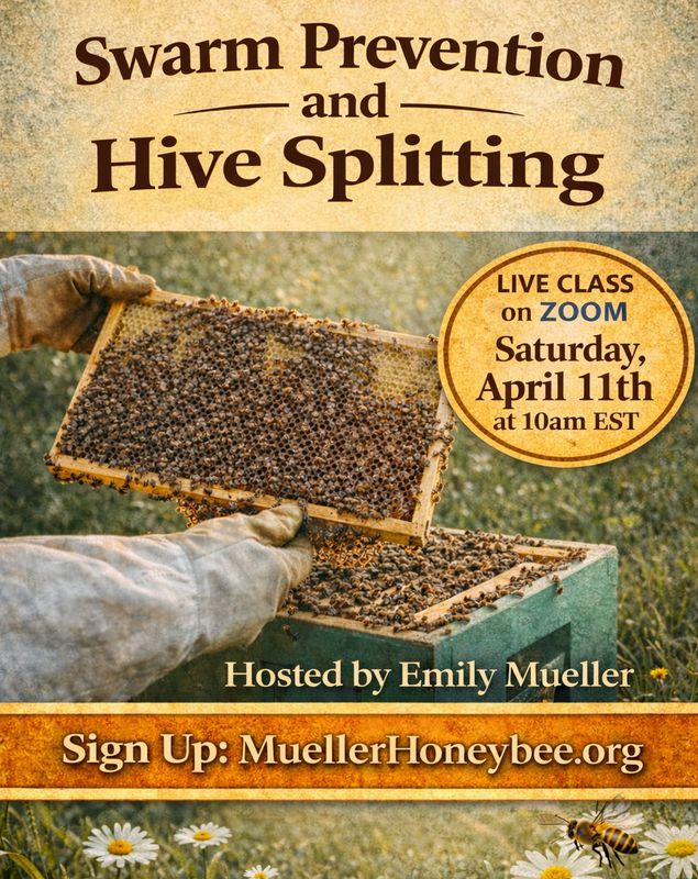 Swarm Prevention and Hive Splitting Zoom Class April 11th at 10am EST