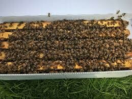 2027 Ohio Overwintered Queen Nuc (DEPOSIT)