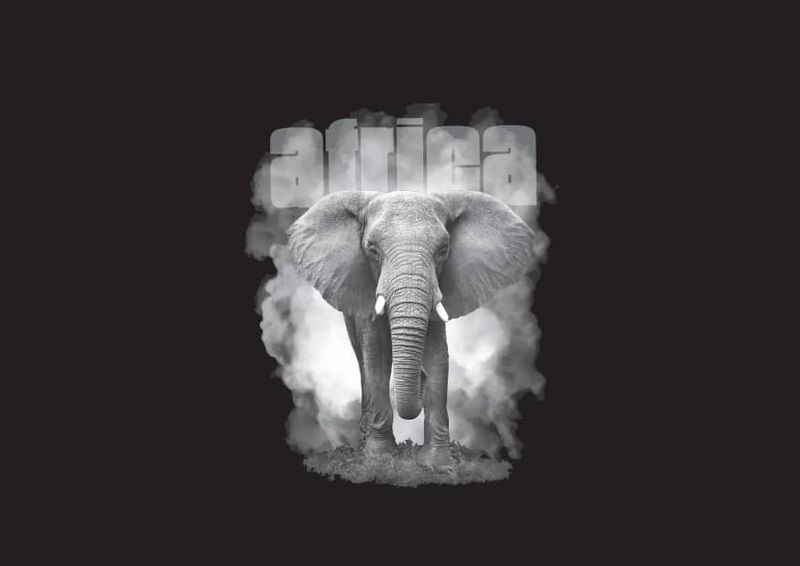 Elephant Africa