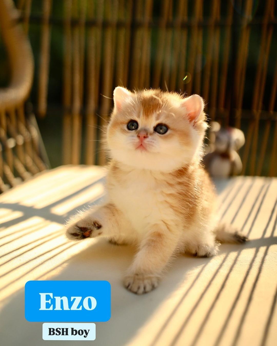 ENZO🥰...Read More