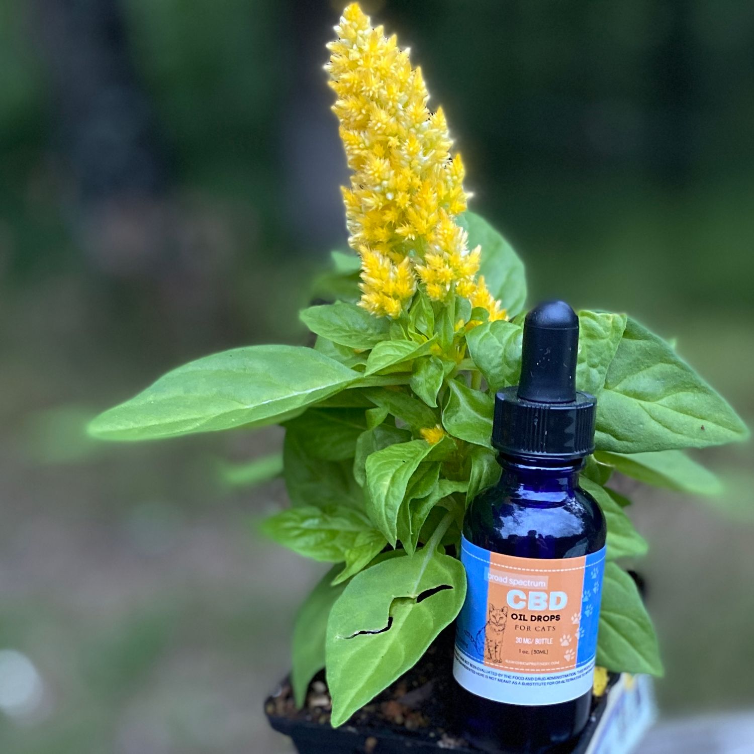 Cat Oil Supplement Drops