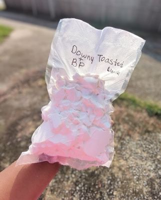Downy Toasty Vanilla/BP