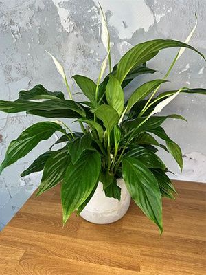 ספטיספליום