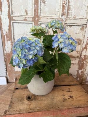 עציץ הורטנזיה