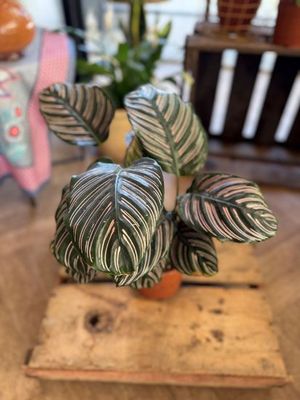 קלתאה אורנטה