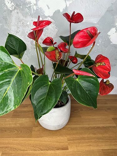 אנטוריום אדום\לבן