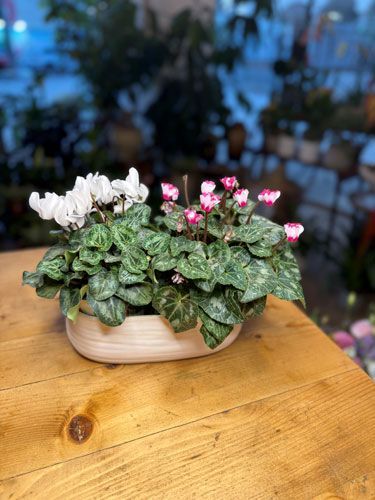 רקפות בכלי קרמיקה