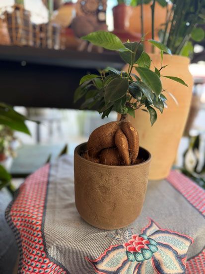 בונסאי פיקוס