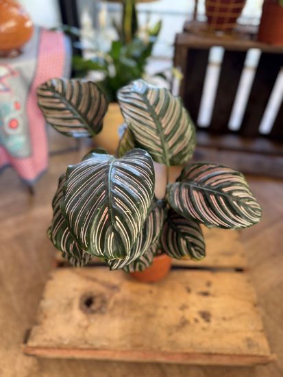 קלתאה אורנטה