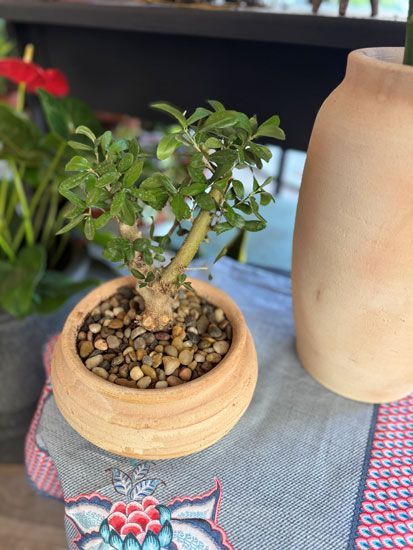 בונסאי עץ הזית