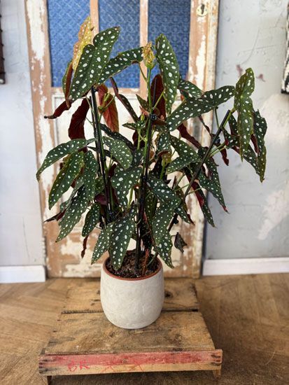 ביגוניה מיקולטה