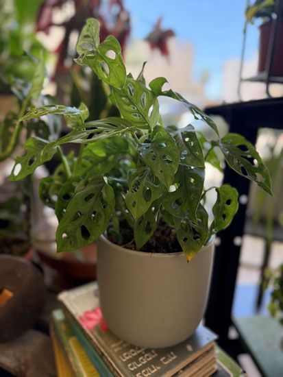 מונסטרה מנקי