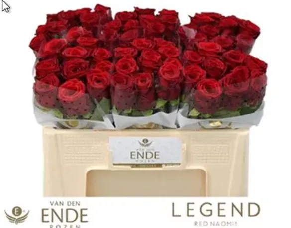 Rosa Rossa  R Gr Red Naomi Vd Ende