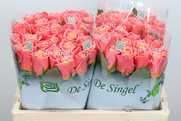 Rosa Miss Piggy