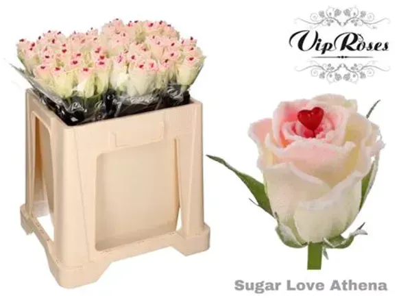 Rosa Bianca Sugar R Gr Vip Sugar Athena Love