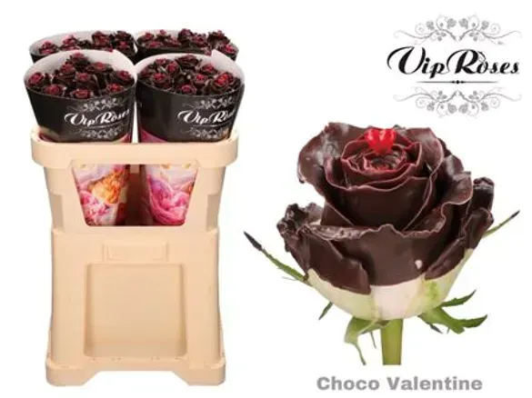 Rosa Cioccolato