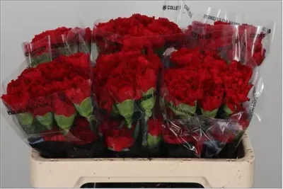 San Valentino