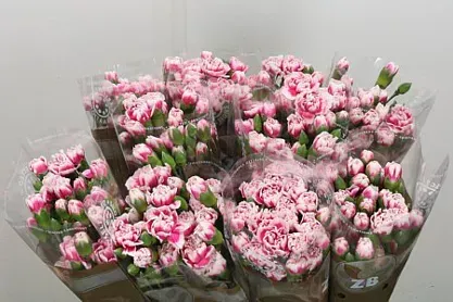 Garofano Rosa